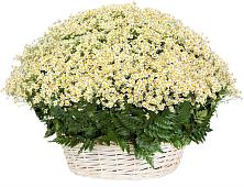 Цветочная композиция из Ромашки в корзине #REPLACE_PRED# Бутырке